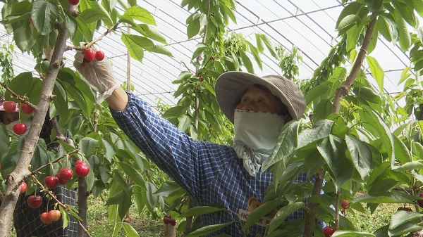 <b>铜川市耀州区：特色果业成为乡村振兴“助推器”</b>