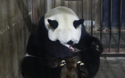 <b>喜添丁！秦岭大熊猫珠珠产下一雄性幼崽</b>