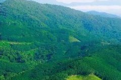 <b>陕西首个国家储备林建设项目开工 将建成420万亩国家储备林</b>