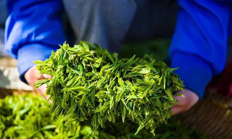 <b>“安康富硒茶”“白河木瓜”获省级首批特色农产品优势区认定</b>