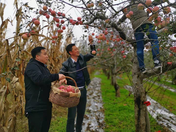 <b>洪灾后 旬邑县干部群众抢收玉米4000余亩、采摘苹果1000余亩</b>