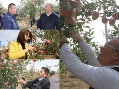 <b>横山区赵石畔镇党员干部走进果园 助农抢收采买2万斤苹果</b>