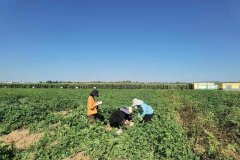 <b>全省仅两个上榜！榆阳区现代农业产业园晋升国家级</b>