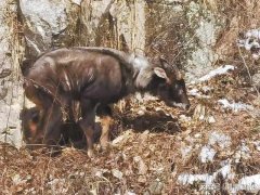 <b>华州区发现国家二级保护动物鬣羚</b>