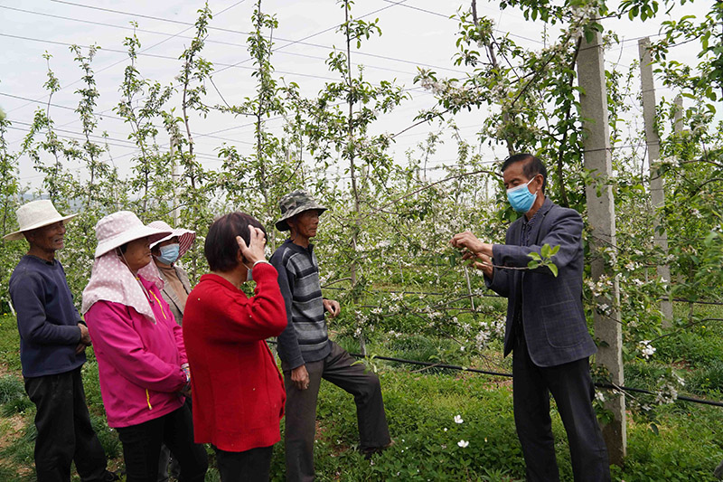 <b>“黄金果”：扶风县天度镇果农增收致富的新产业</b>