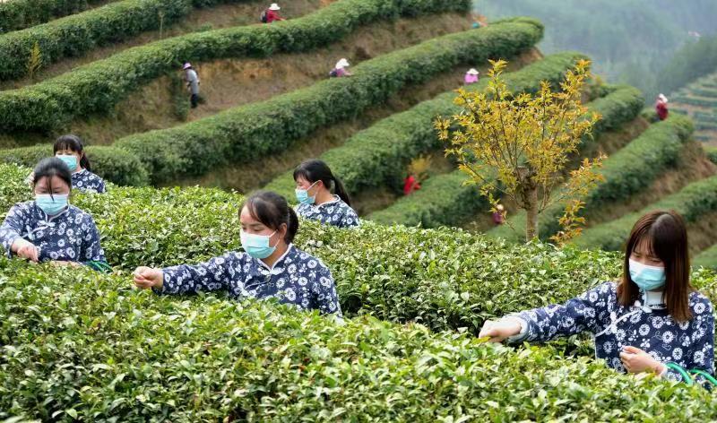 <b>汉中稻渔综合种养总面积近7.4万亩 规模居全省第一</b>