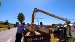 <b>“铜麦6号”助力铜川金色麦田奏响“丰收曲”</b>
