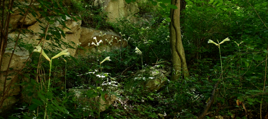 <b>陕西秦岭首次发现国家二级重点保护野生植物荞麦叶大百合</b>