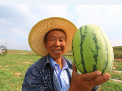 <b>神木市围绕千亩西瓜田绘制农业，文旅融合发展新蓝图</b>