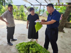 <b>商洛市科技特派员田间指导烟农进行烟叶管理</b>