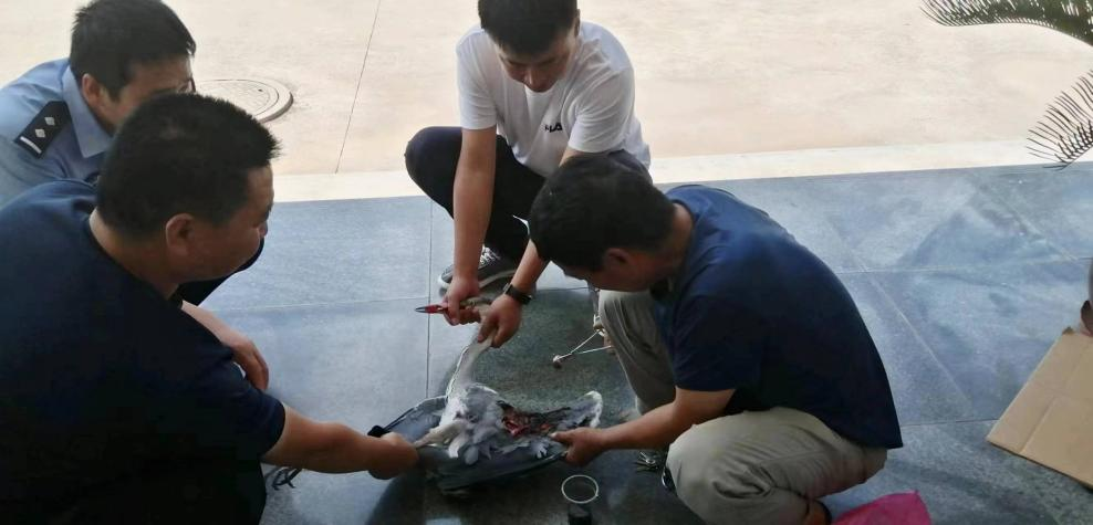 <b>宝鸡市民救助一只“大鸟” 报警后才知竟然是国家二级保护鸟类</b>