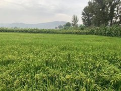 <b>榆林市榆阳区建设村美 民富 产业兴新城镇</b>