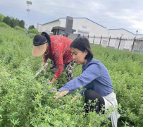 <b>榆林市榆阳区：草产业铺就绿色致富路</b>