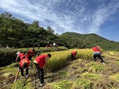 <b>稻田闪耀“志愿红” 汉中志愿者为留守老人抢收水稻</b>