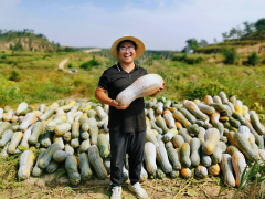 <b>种植基地里好“丰”景 榆林农户喜收160多万斤南瓜</b>