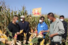 <b>每亩增收500元！ 玉米种植“小秘籍”让榆林农户乐在心头</b>