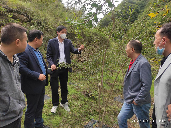 <b>开“处方” 拔“穷根”  商洛科技特派员面对面为中药种植户解难题</b>