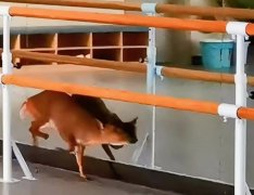 <b>受伤小麂误入镇巴县文化馆 得到暖心救助</b>