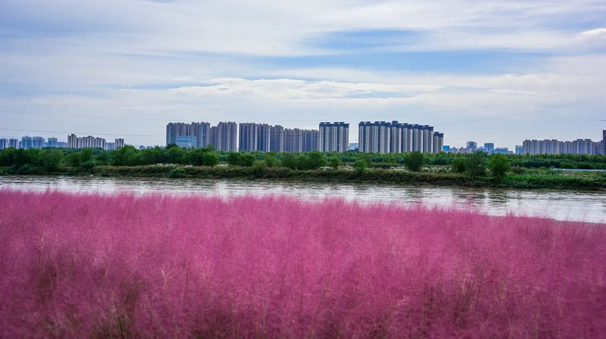 <b>“网红”花海惊艳来袭 快来秦汉新城与粉黛乱子草来一场梦幻邂逅</b>