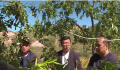 <b>榆林市府谷碛塄便民服务中心：下好乡村振兴“先手棋”</b>