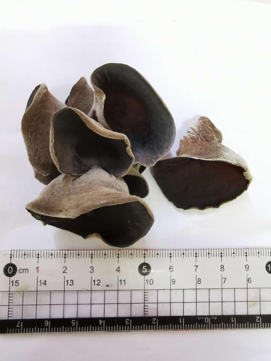 <b>食用菌新品种“出生” 商洛成功驯化首个秦岭野生角质木耳新菌株</b>