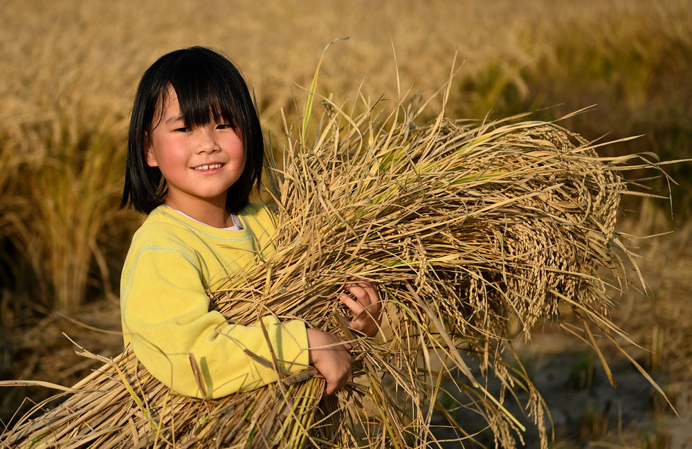 <b>秦岭脚下 稻谷飘香</b>