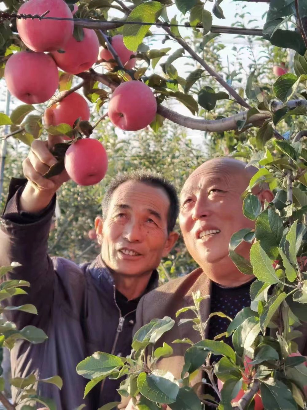 <b>黄土高原上的苹果小镇</b>