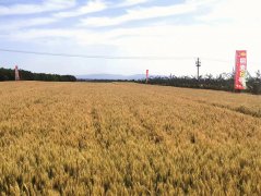 <b>“1359”发展计划成为推动铜川特色现代农业高质量发展的密码</b>