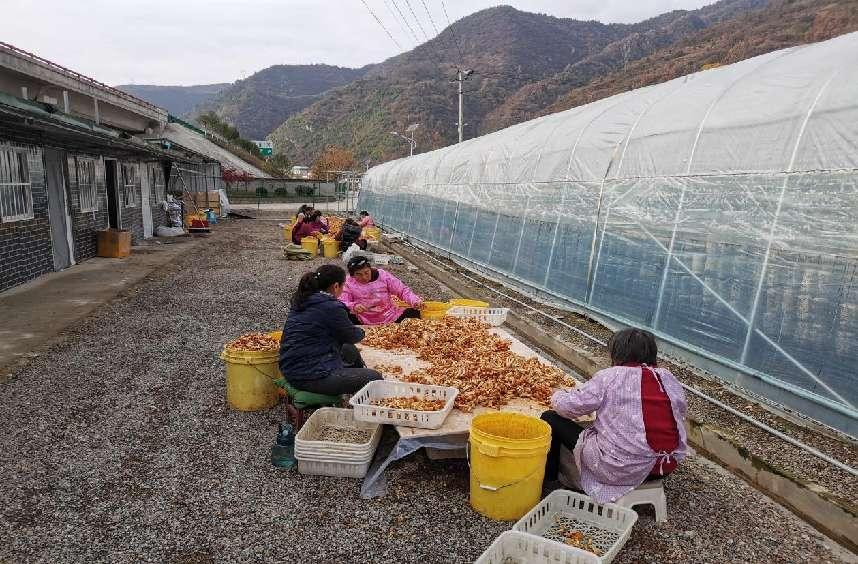 <b>预计总产值≥150万！柞水中台滑子菇喜获丰收</b>