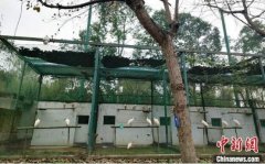 <b>陕西汉中朱鹮保护区30只朱鹮将启程落户山东东营</b>