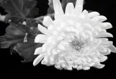 <b>习近平等党和国家领导同志到医院为江泽民同志送别并护送遗体到八宝山火化</b>