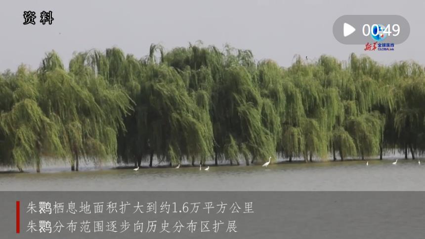 <b>“东方宝石”朱鹮全球种群数量超9000只</b>