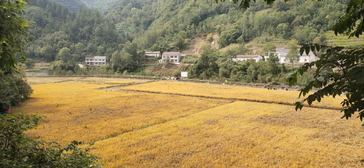 <b>遏制耕地“非农化”、防止“非粮化”，陕西全力守住耕地红线</b>