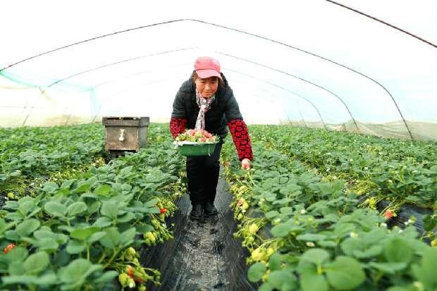 <b>眉县槐西村：小草莓成就亿元大产业</b>