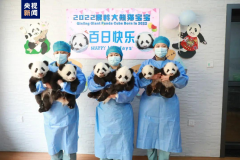 <b>2022年陕西成功繁育7只大熊猫，朱鹮栖息地范围从南向北逐渐扩散</b>