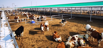 <b>榆林市榆阳区优化畜牧养殖产业链 奏响乡村振兴“牧歌”</b>