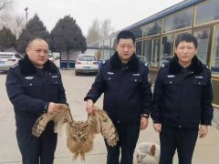 <b>猫头鹰受伤掉入村民家中 靖边县黄蒿界派出所民警上门救助</b>
