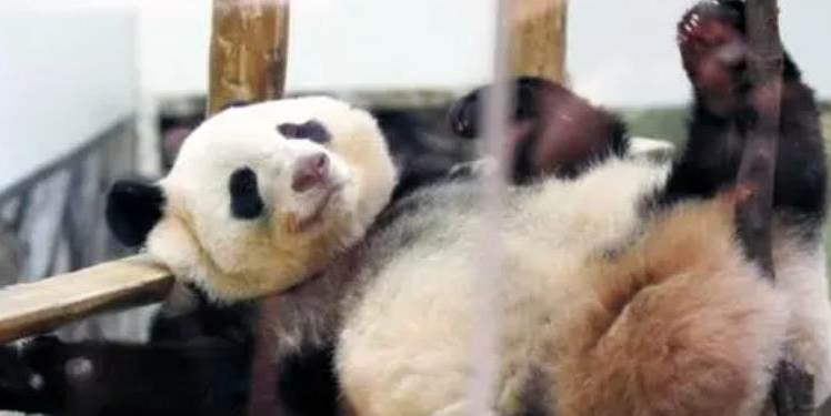 <b>接“丫丫”回家被刷屏！今天，又将有3只大熊猫启程回国</b>