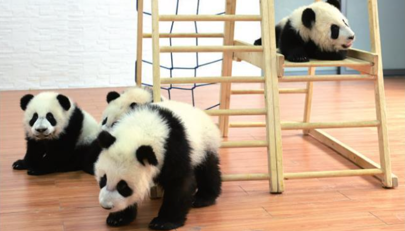 <b>42只！秦岭大熊猫繁育种群实现“双突破”</b>