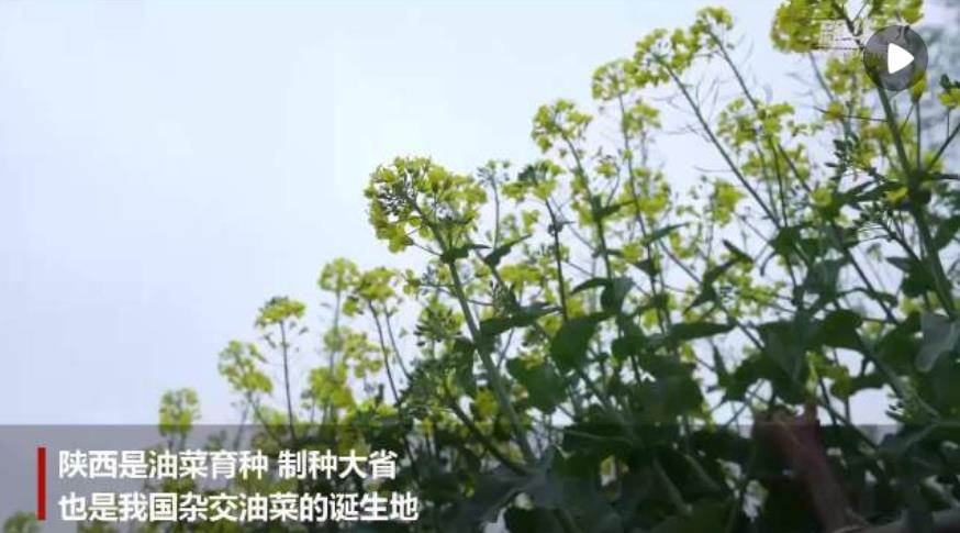 <b>陕西：选育油菜良种 守好国家“油瓶子”</b>