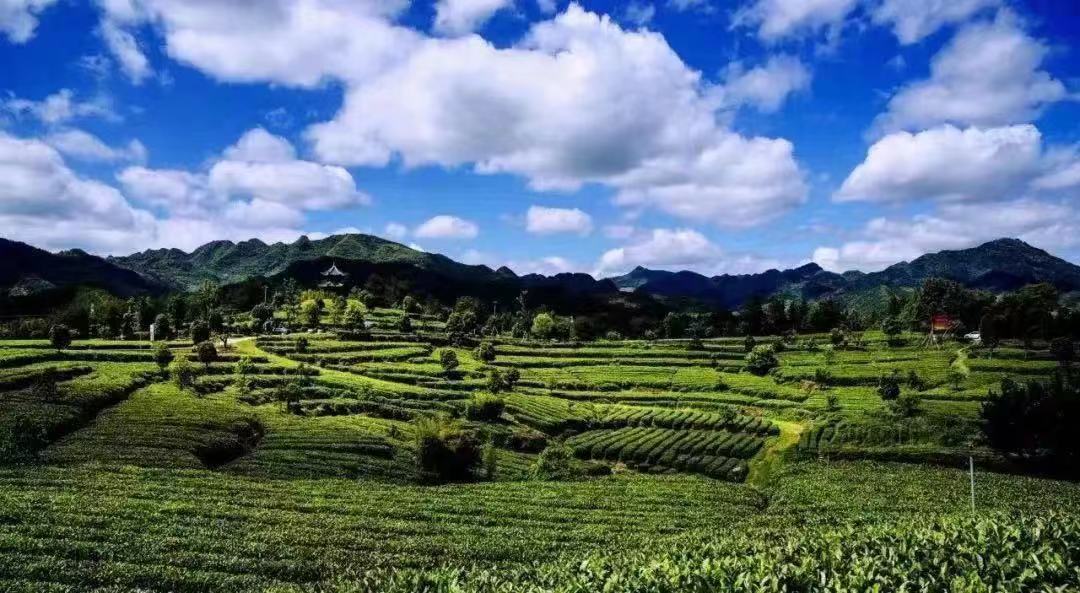 <b>汉中宁强县“羌风汉韵 茶香宁强”中国醉美茶文化旅游季即将开启</b>