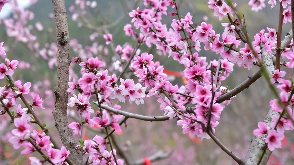 <b>2023年陕西丹凤桃花节隆重开幕</b>