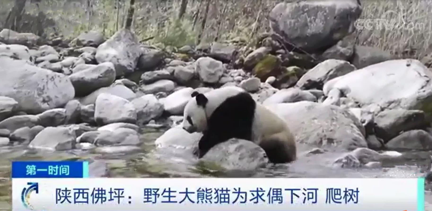 <b>汉中佛坪护林员 拍到大熊猫下树“求偶”画面</b>