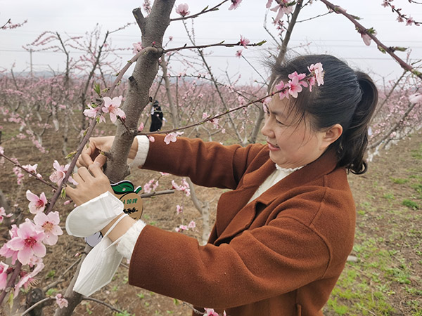 认养爱心桃林结“蜜果” 宝鸡市“上善公益桃林”认养活动举行