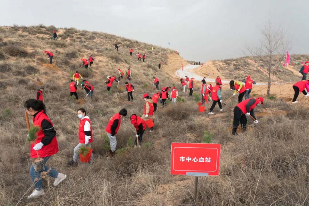 <b>榆林市中心血站：携手植树 共建绿洲</b>