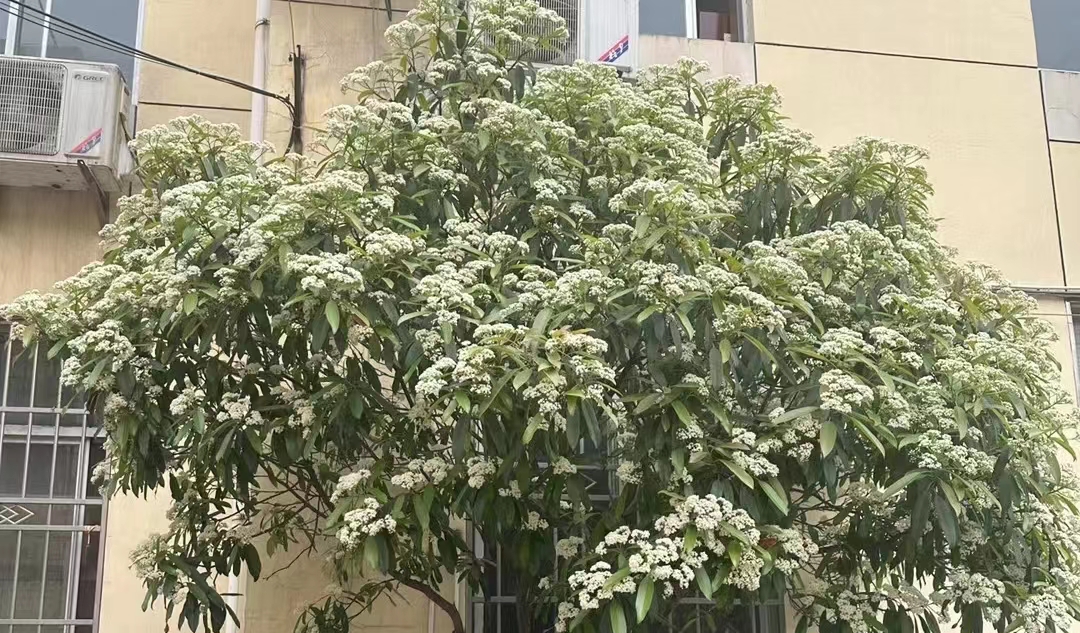 <b>石楠花“恶臭”扑鼻！西安为啥还要大量种植</b>