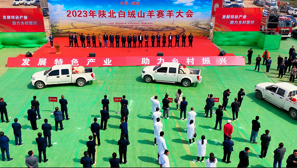 2023年陕北白绒山羊赛羊大会在靖边举行 上百只萌羊争“状元”！