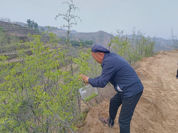 <b>佳县：黄河枣农采茶忙  产业致富笑开颜</b>