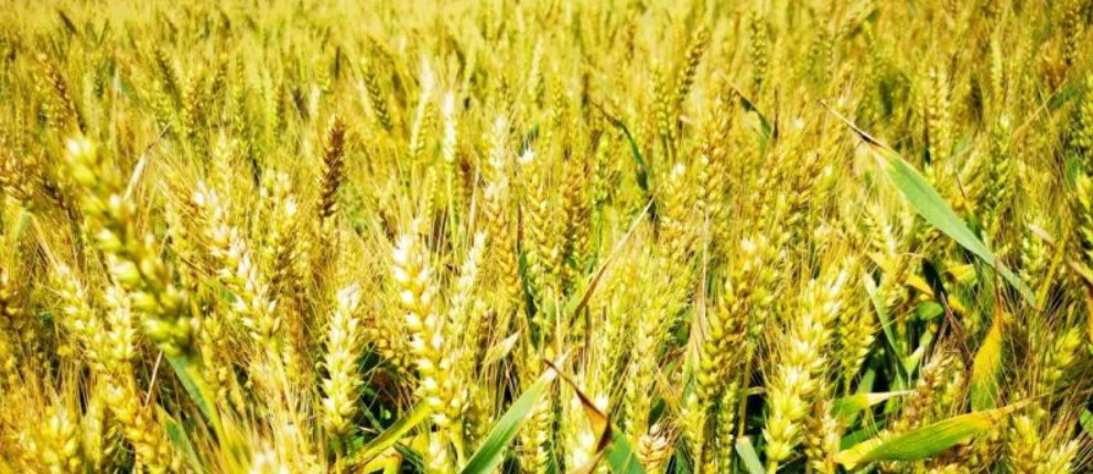 <b>事关夏粮归仓！西安、渭南、宝鸡公布“三夏”粮食烘干服务点</b>