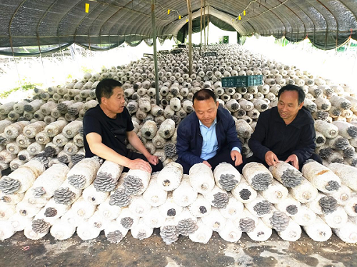 <b>商洛市科技特派员为北宽坪食用菌产业发展“添智增力”</b>